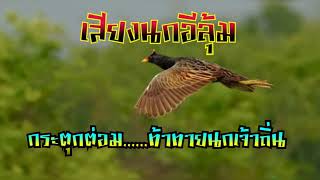 Download Lagu Tiếng gà đồng chuẩn nhất đánh đêm MP3 Download Lagu Tiếng gà đồng chuẩn nhất đánh đêm MP3