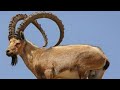 وثائقي HD الحياة البرية في الصحراء الاردنية عالم الحيوان وثائقي HD الحياة البرية في الصحراء الاردنية عالم الحيوان