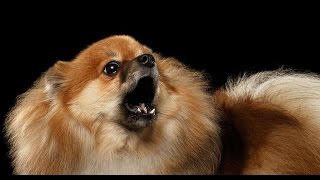 Pomeranian Barking - Pomeranian Howling And Barking Compilation 2016