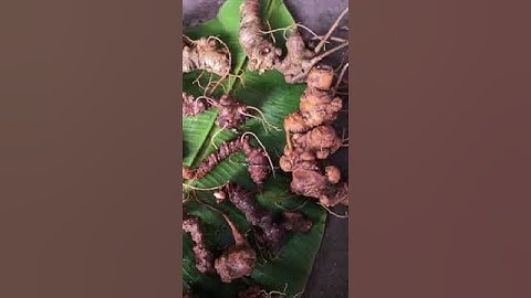 #sâm_lai_châu_rừng Lô sâm rừng già ngon tụt lưỡi ,vừa xuống núi 17 củ / 1kg #sâm_lai_châu_rừng