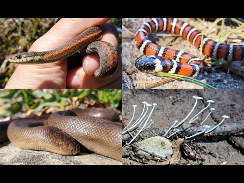 California Herping (Bay