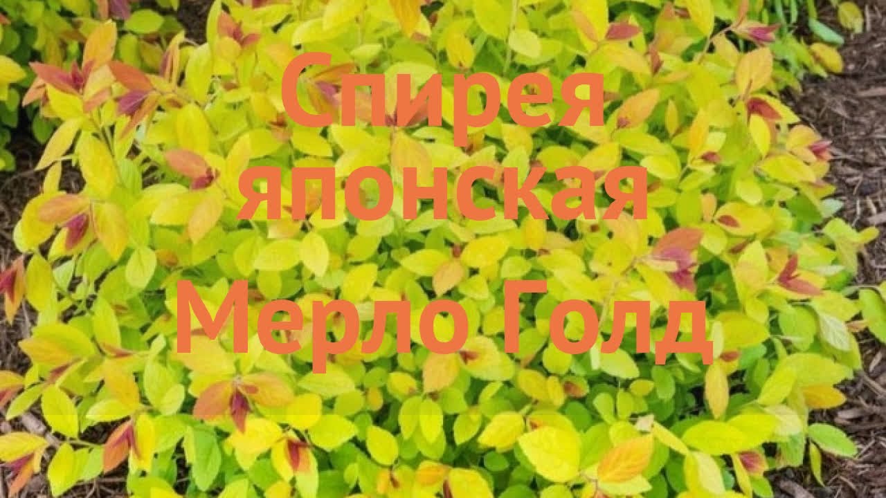 Спирея японская Мерло Голд (merlo gold) 🌿 обзор: как сажать, саженцы ...