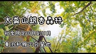 大崙山銀杏森林轉黃了| 秋季限定| 車泊| 鹿谷和雅六分營地 