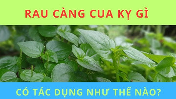 RAU CÀNG CUA KỴ GÌ VÀ CÓ TÁC DỤNG NHƯ THẾ NÀO?