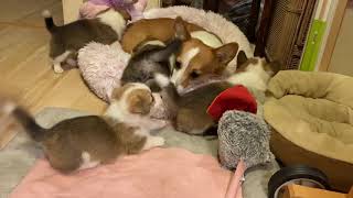Corgi puppies playing with mama by Corgi Bliss 13,443 views 4 years ago 21 seconds
