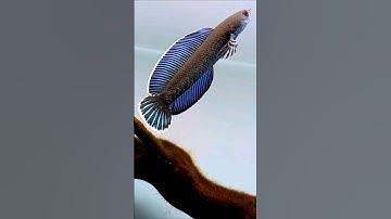 Tuyệt phẩm Channa ANDRAO #calockieng #caloccanh #channa #channaandrao #cacanh #shorts