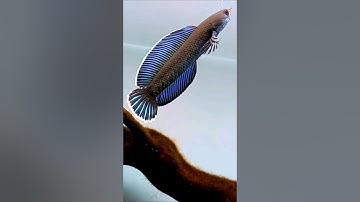 Tuyệt phẩm Channa ANDRAO #calockieng #caloccanh #channa #channaandrao #cacanh #shorts