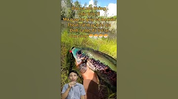 Bầy cá lóc con cứu mẹ #cacconvat #docla #fishing #bettafish