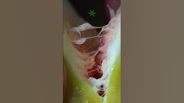 Inside a Fig: Macro Cutting and Ripping Satisfying ASMR