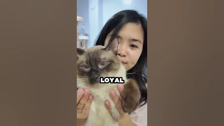 Watch the video about The Cat That Talks Back?! Meet the Siamese 🐱 #shorts #catsoftiktok #catsofinstagram