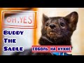 Домашний соболь Бадди хочет на кухню Buddy the sable wants to enter the kitchen!