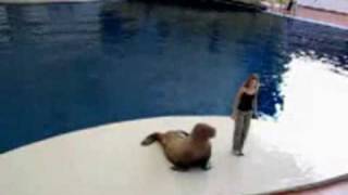 walrus got talent!