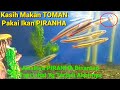 PIRANHA & TOMAN - Kasih Makan Toman Pakai Ikan Piranha