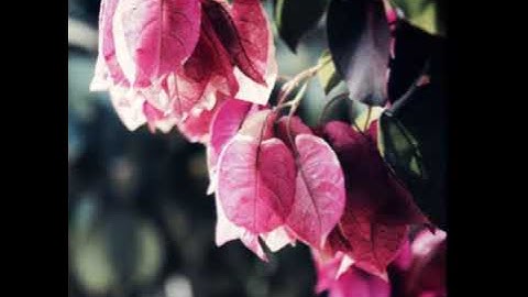 سورة طه | صوت عذب | الشيخ علاء المزجاجي