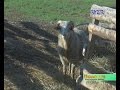 Не пропадёт ни один баран  Овцеводы Искитимского района наращивают стадо и налаживают сбыт продукции