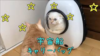 #8 宇宙船さいたろう【サイベリアン・猫】