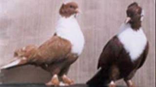 Karışık Kuşlar Ve Kopekler