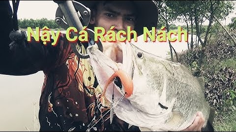Câu Cá Chẽm Cá Vược Khủng 5kg5 Bằng Mồi Mềm Dấu Lưỡi | Fishing seabass