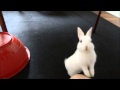 How to train a bunny