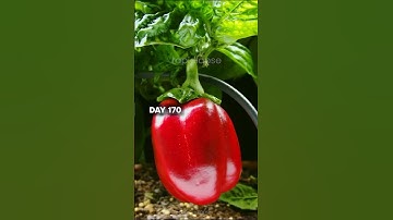 AMAZING Timelapse Of Bell Pepper - 170 Days in 50 Seconds