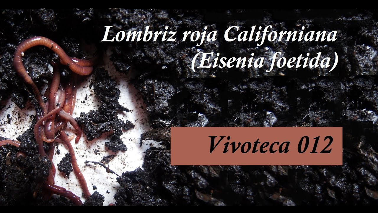 Vivoteca 12 Lombriz roja californiana Eisenia foetida YouTube Vivoteca 12 Lombriz roja californiana Eisenia foetida YouTube