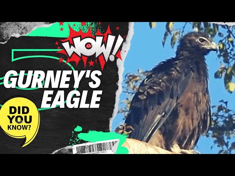Gurney's eagle facts
