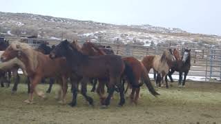 Picking out my new mustang!! And riding potential family horses!!!