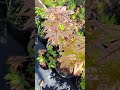 Artar japonez 'Greentip Whitepink'