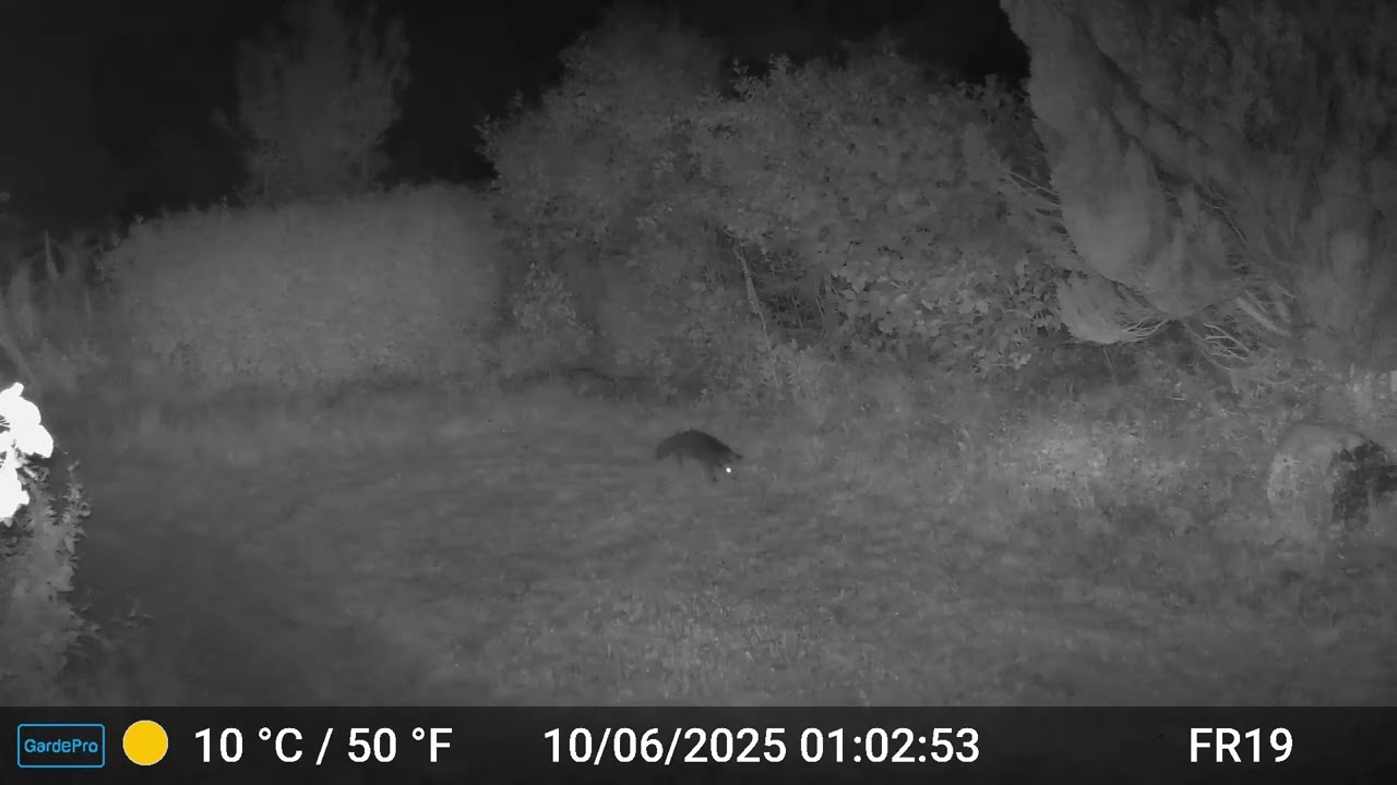 Fox Videos Only Edit GardePro A3 Trail Camera 6 of 12 FR19 Côtes d'Armor, Brittany, France