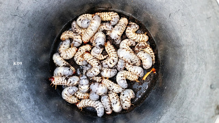 Grubs - OMG! A lot of Grubs in the old palmyra palm, let's to catch now.