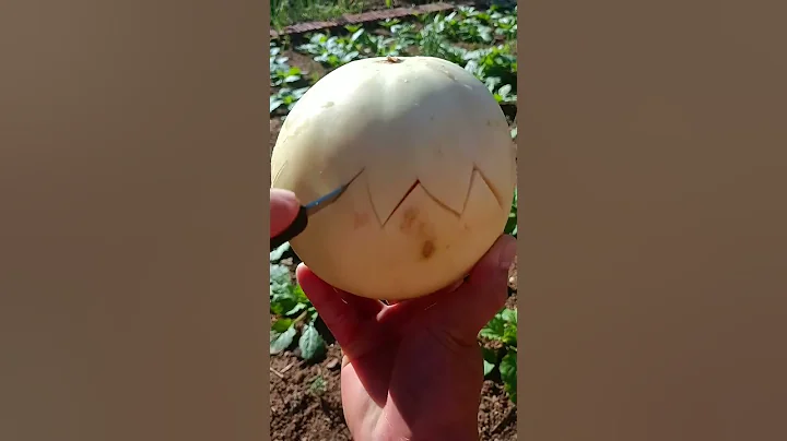 Funny Watermelon Prank 🤣 #shorts #short #viralvideos #viralshort #funny #youtubeshorts #shortsfeed