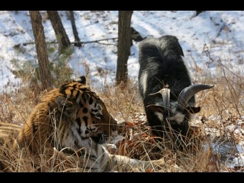 песня про щенка слушать песня про щенка слушать