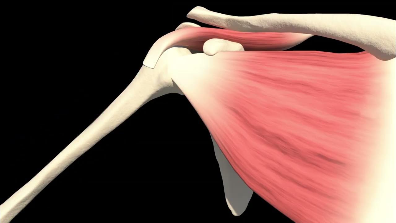 Shoulder Dislocation YouTube