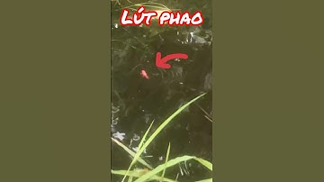 Câu Cá Rô Đồng Nó Ăn Vậy Mới Sướng #shorts #fishing #cauca