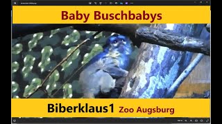 Baby  Buschbaby (GalagosPrimaten)