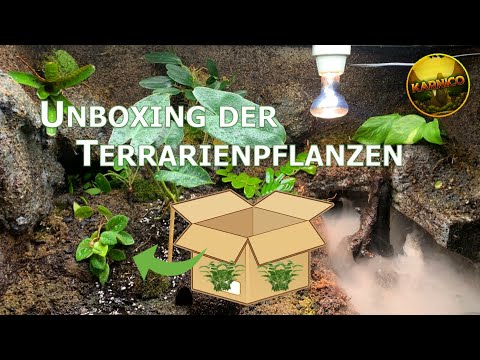 Unboxig der Terrarienpflanzen