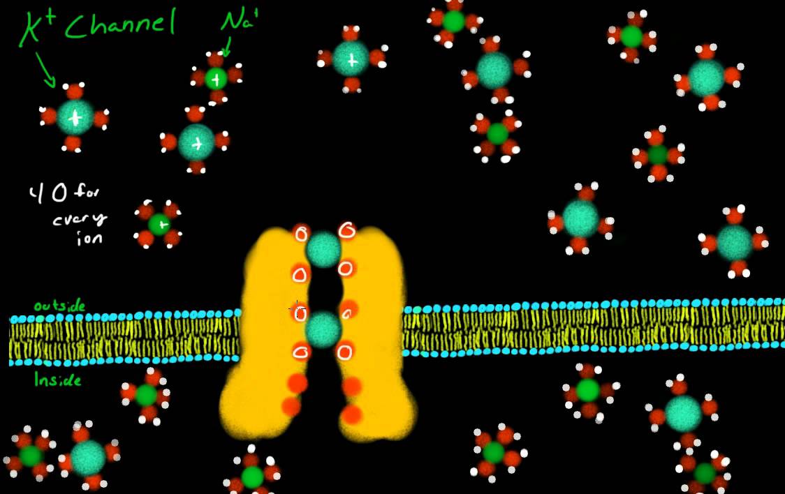 Potassium Channel - YouTube