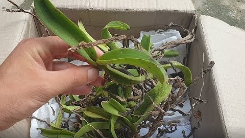 Toàn bộ cách xử lý rễ và chăm sóc lan rừng Đai Châu mới mua về cho người mới - Anh Nông Dân BP