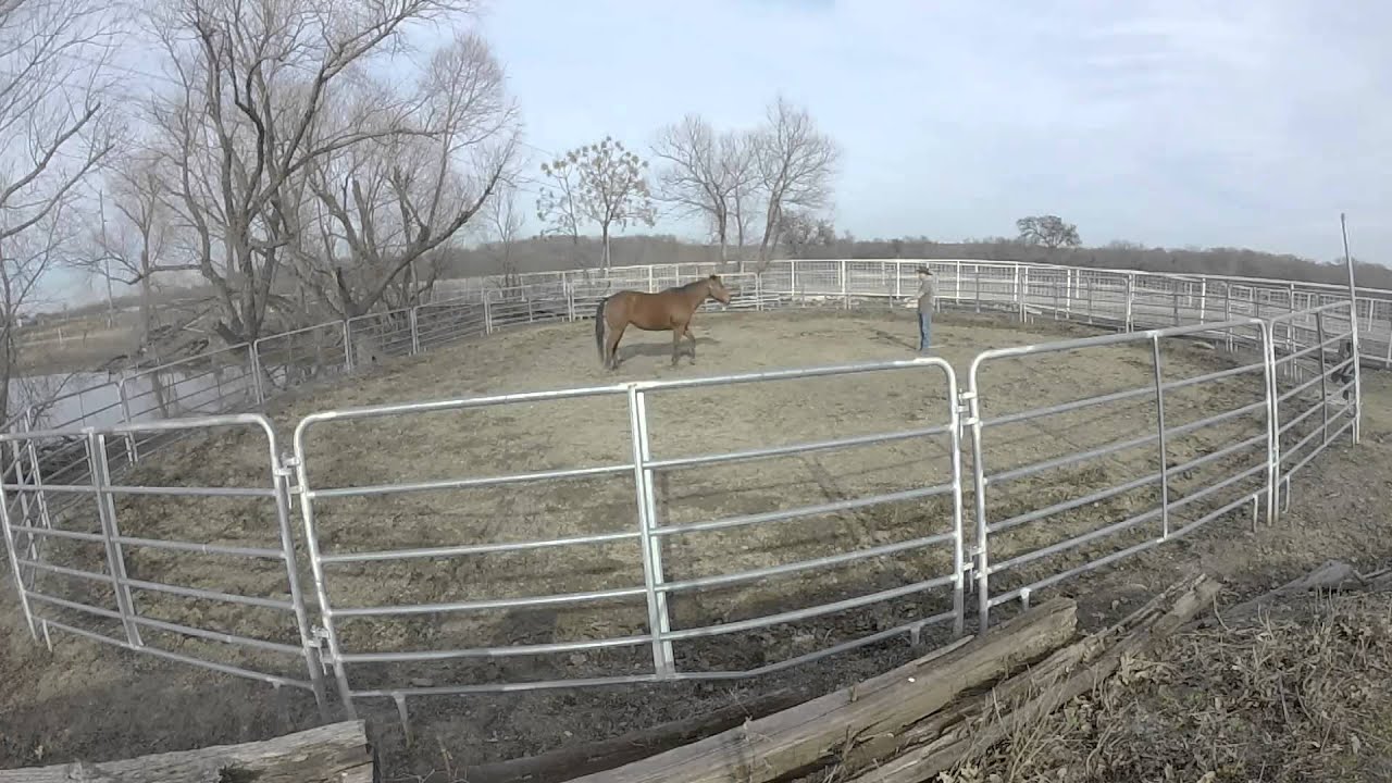 CA method's for backing up a horse YouTube
