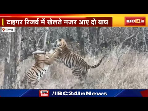 Panna Tiger Reserve : रोमांचित करने वाला वीडियो | दो बाघ इस अंदाज में आए नजर...देखिए Video