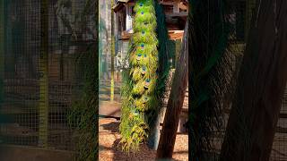 Beautiful peacock train in the afternoon sunlight! #peacock #peacocklove #peacocks #peacocktail