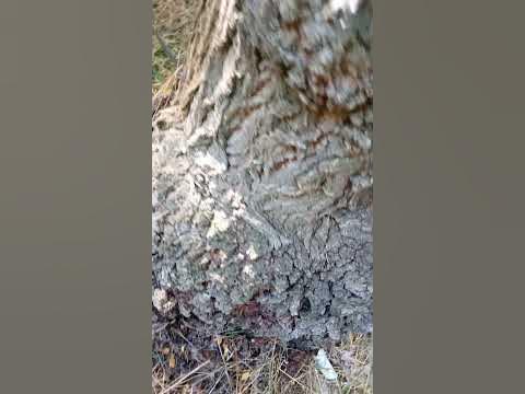 Орех - Дороже Золота. - YouTube