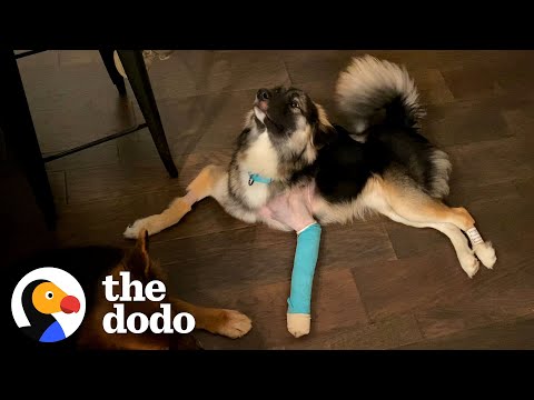 Watch Him Do Zoomies For The Very First Time | The Dodo