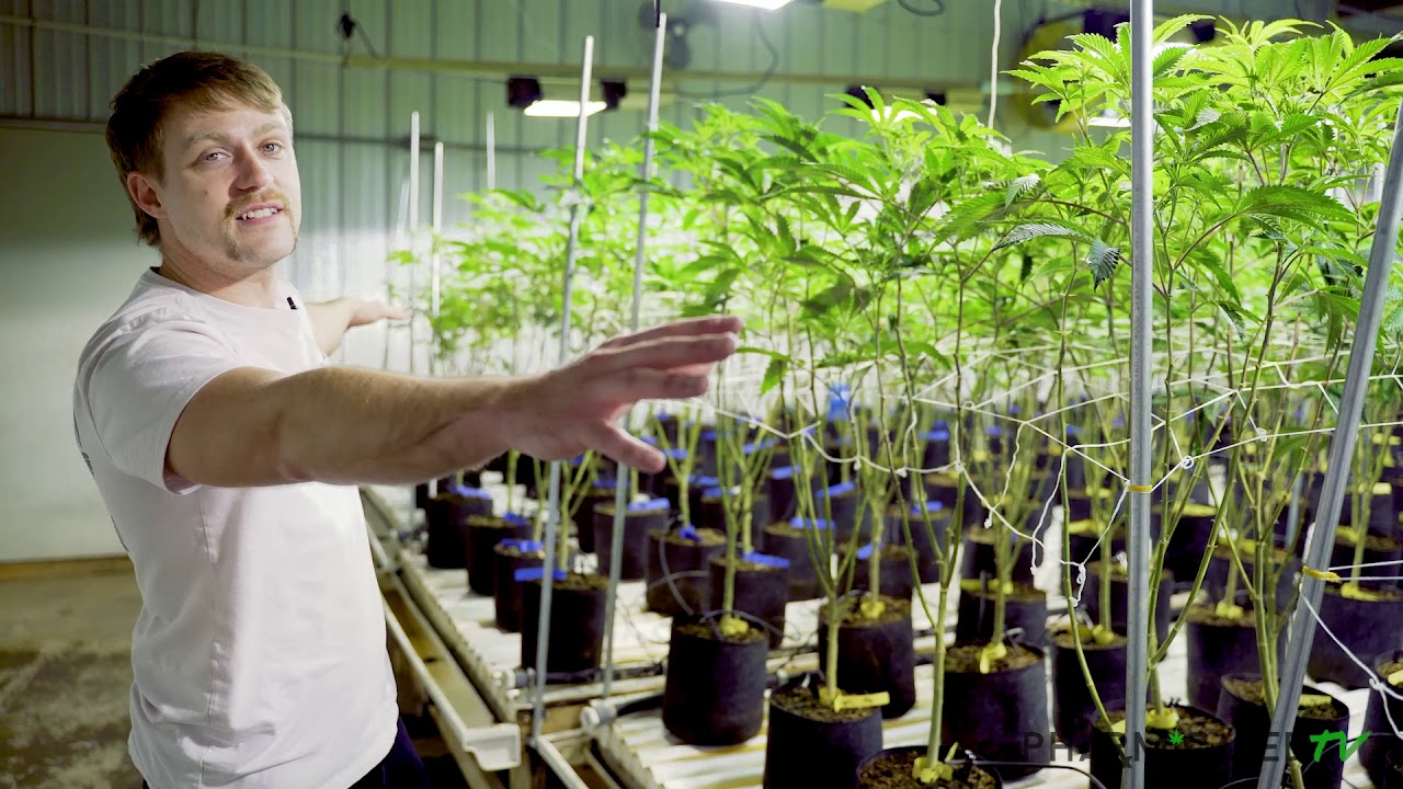 Indoor Cannabis Grow Setup