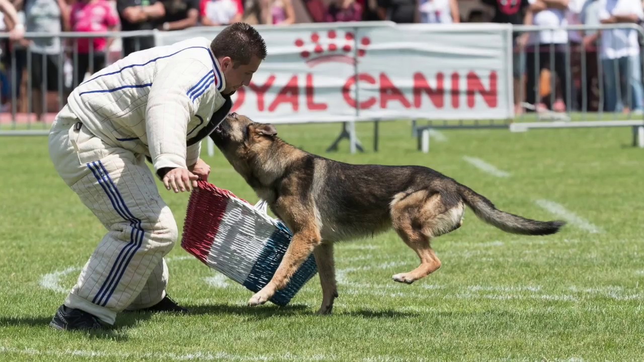 Narbonne 2018 - JEDAI DES LOINTAINES GALAXIES (Championnat de France) Partie 2/2 - YouTube