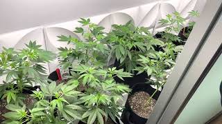 Veg closet update.  Durban Poison, Ice Cream Cake, Apple Tartz, Tropicana Cookies