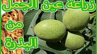 زراعة الجوز | عين الجمل | من البذرة