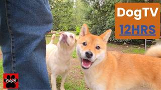 12-Hour DogTV Daycare 🐶 Real Forest Dogs | Keep Your Pup Busy All Day