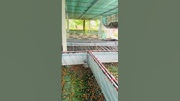 Nuôi ốc bưu vàng