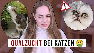 Qualzucht bei Katzen / Tierquälerei dank russischem Trend (Katze tätowieren) / kranke Babykatzen